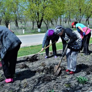На всей территории села Копчак посажено более тысячи роз и благоустроены цветочные клумбы
