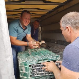 Охотники с. Копчак закупили специальную партию фазанов из Венгрии выпустив их на волю в разных уголках села