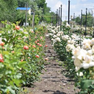 Цветочные клумбы значительно преобразили облик села