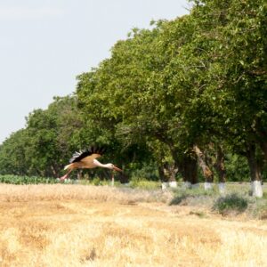 В селе Копчак будет посажено 15 га лесонасаждений