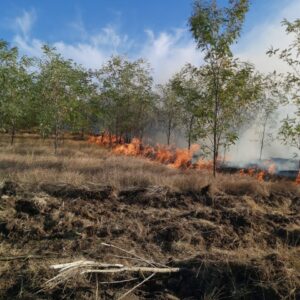 В воскресенье, 13 сентября возник пожар лесонасаждений на восточной окраине села Копчак