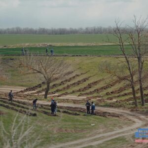 (VIDEO)Завершена посадка  более 10 га лесополосы, по программе UCIP-IFAD