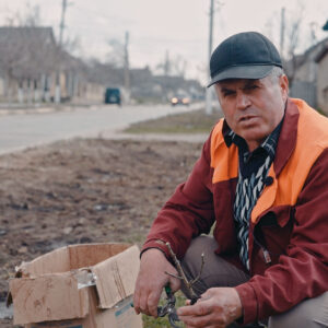 (VIDEO) 2 тысячи кустов роз высажено в рамках озеленения.
