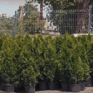 Озеленение парковой зоны бюветов