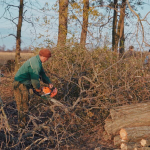 Обновление лесополос в селе Копчак