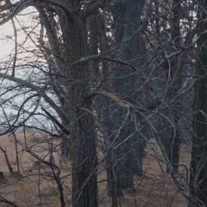 НЦБК и исполком Гагаузии заинтересовались законностью омоложения лесополос в Копчаке. Проверка может быть связана с обвинениями в адрес “колхоза Победа”