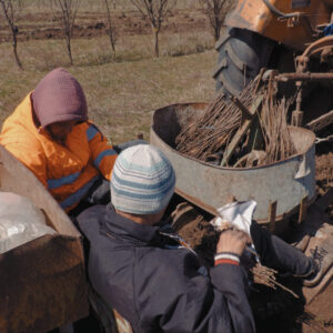 Расширение лесных массивов