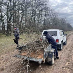Заготовка саженцев для посадки лесополосы