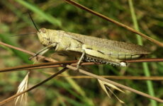 В селе Копчак продолжается борьба с нашествием саранчи